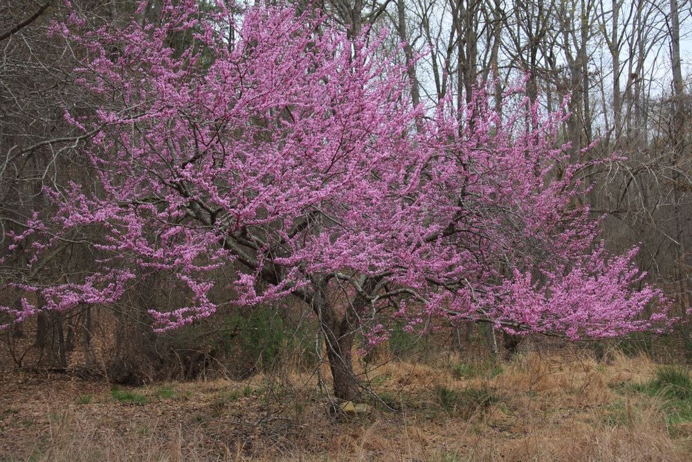 Eastern Redbud