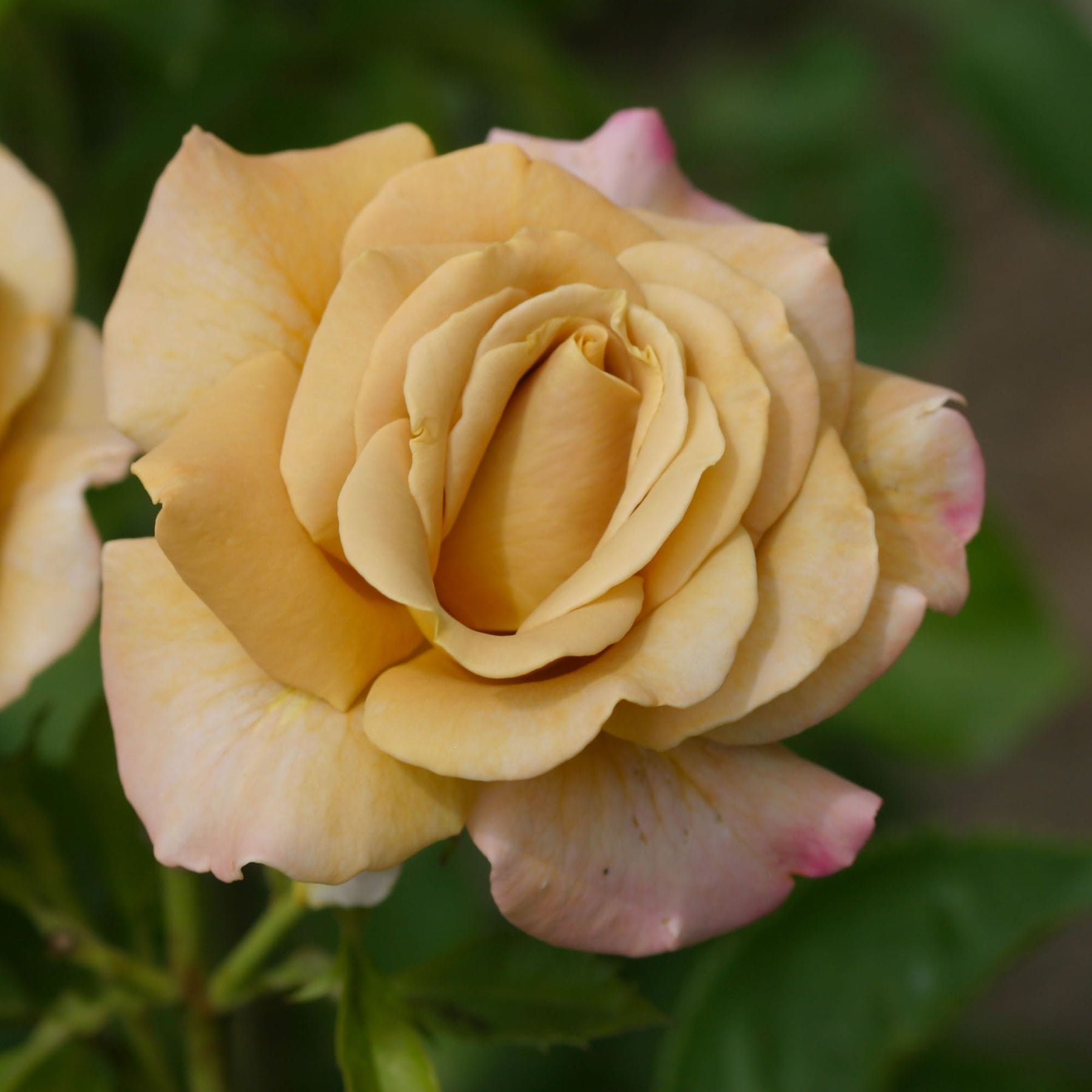 Honey Dijon Rose
