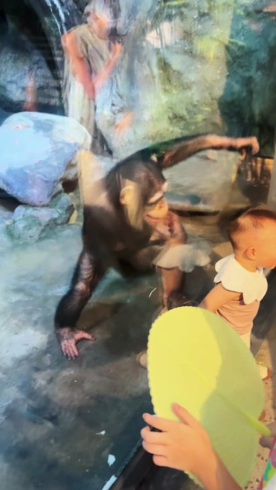 That monkey trying to punch that kid through the glass