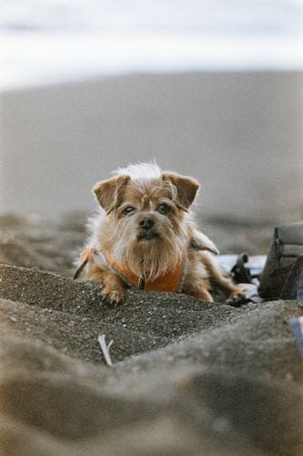 Brussels griffon mix