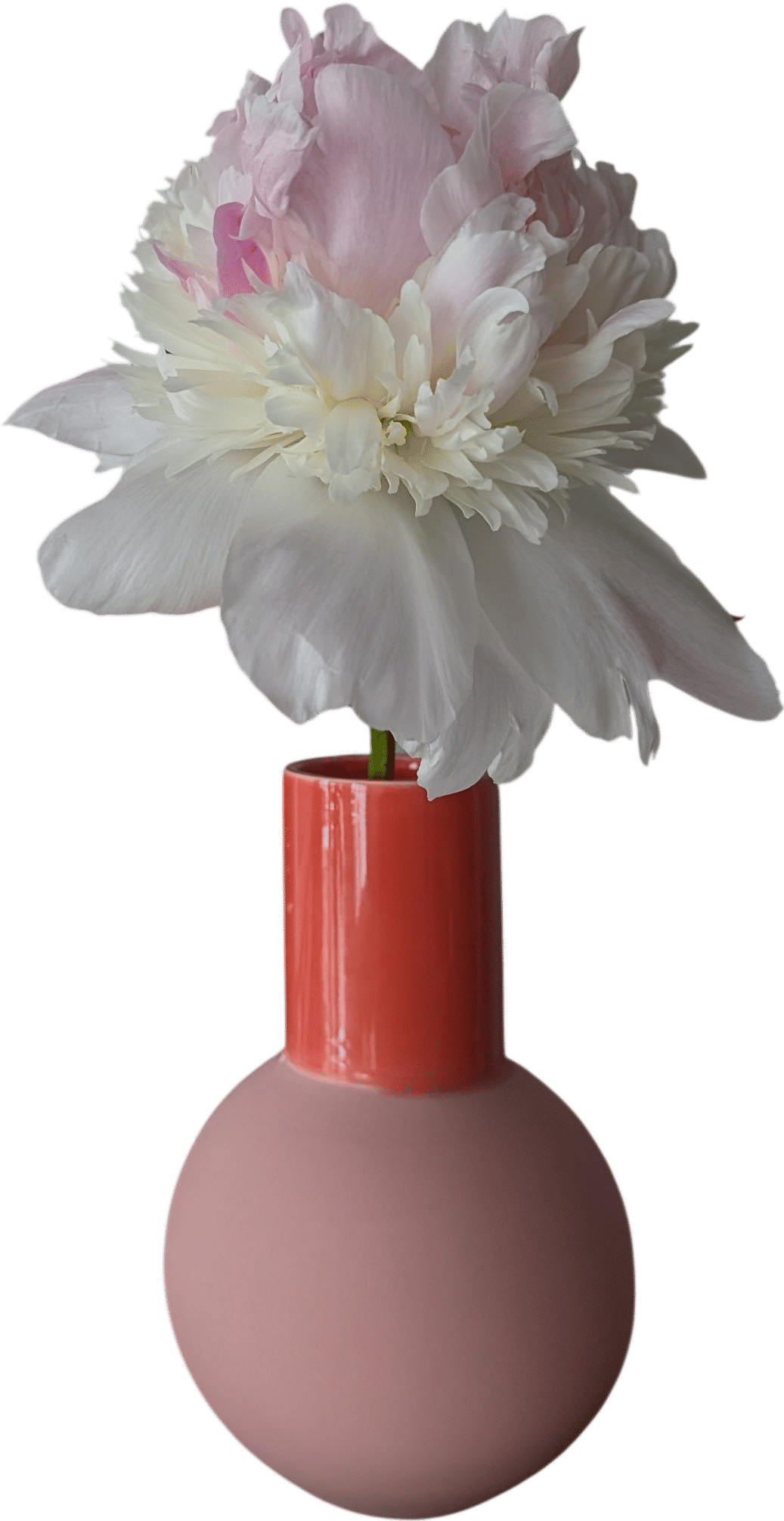 Buy a single peony