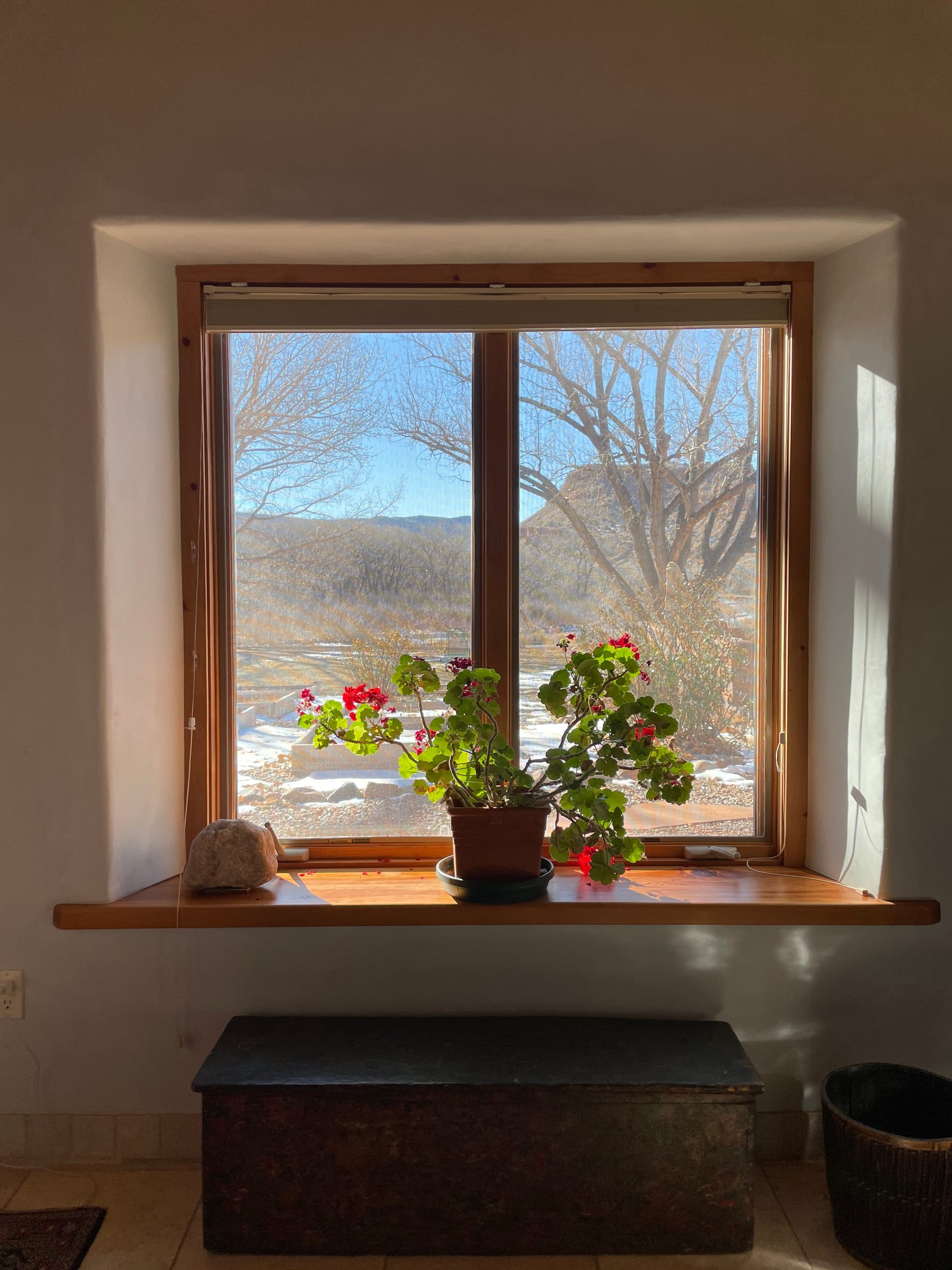 Geraniums