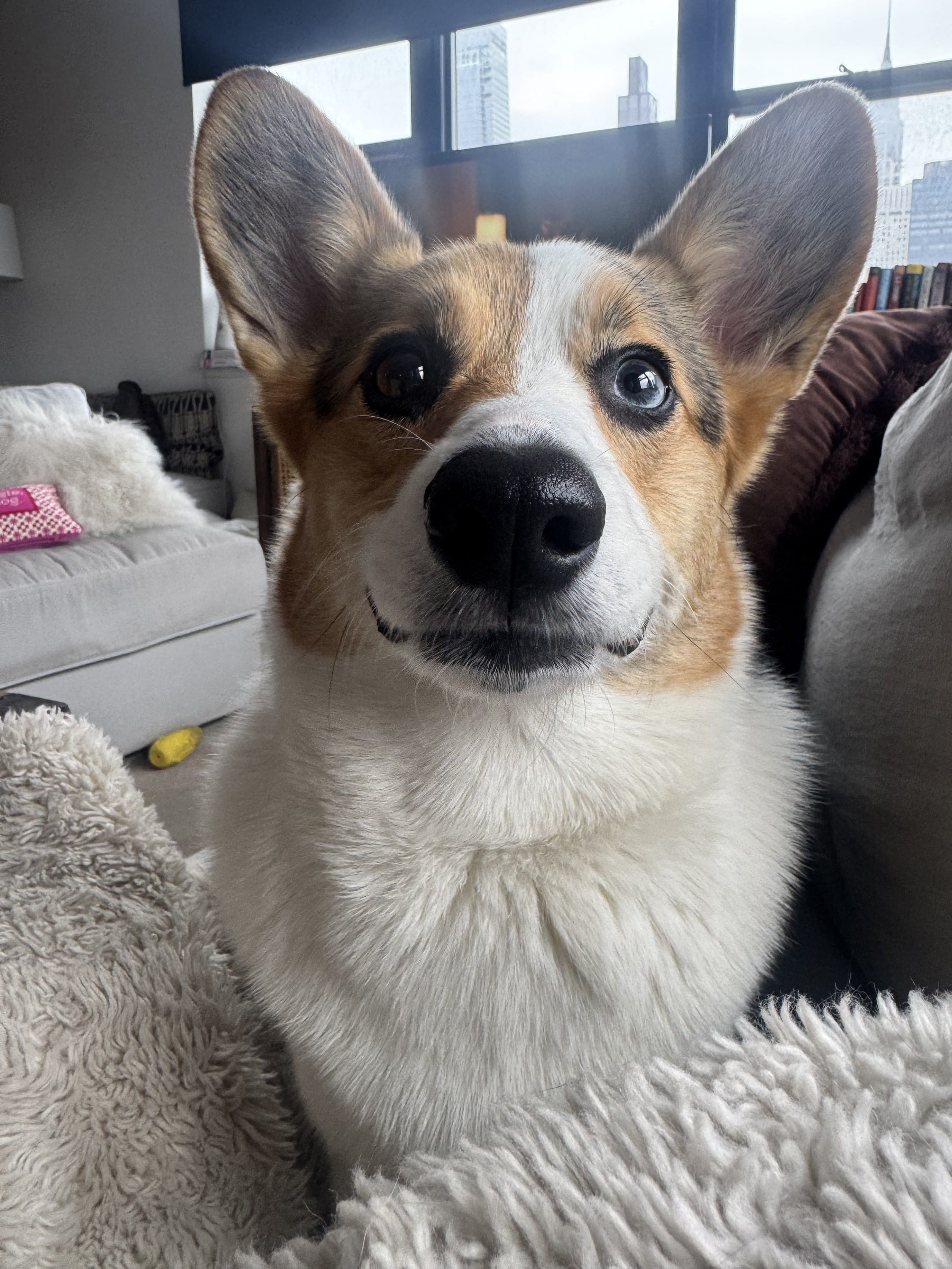Corgis!