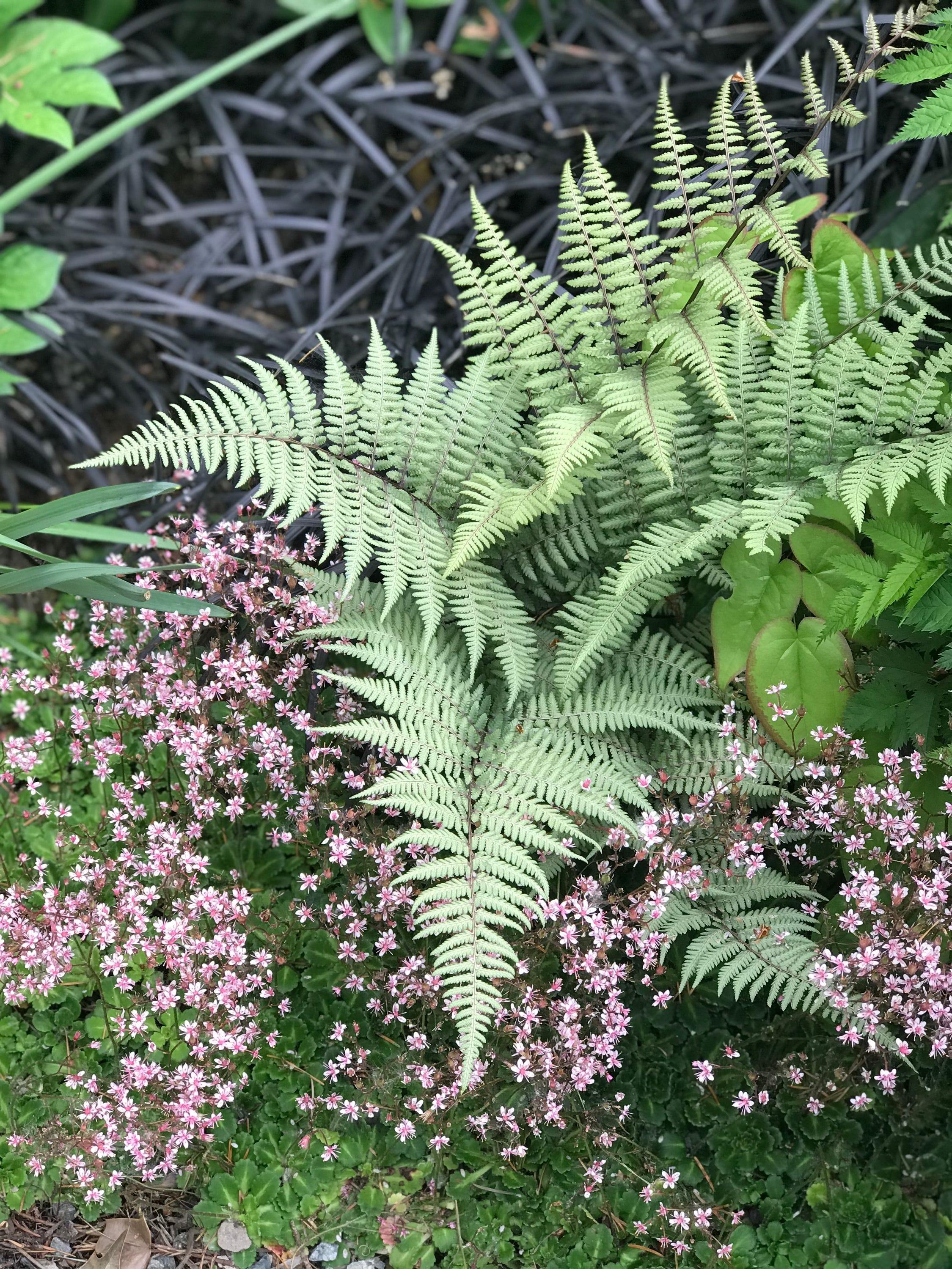 Shade greenery