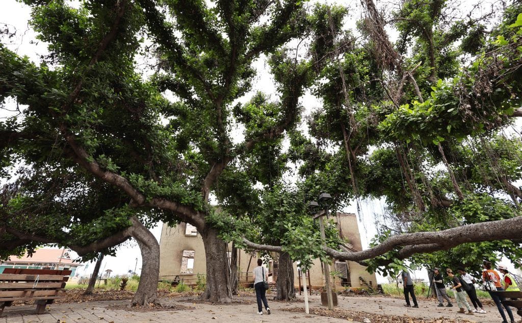 lahaina banyan tree