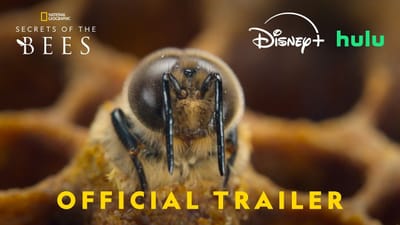 Secrets of the Bees