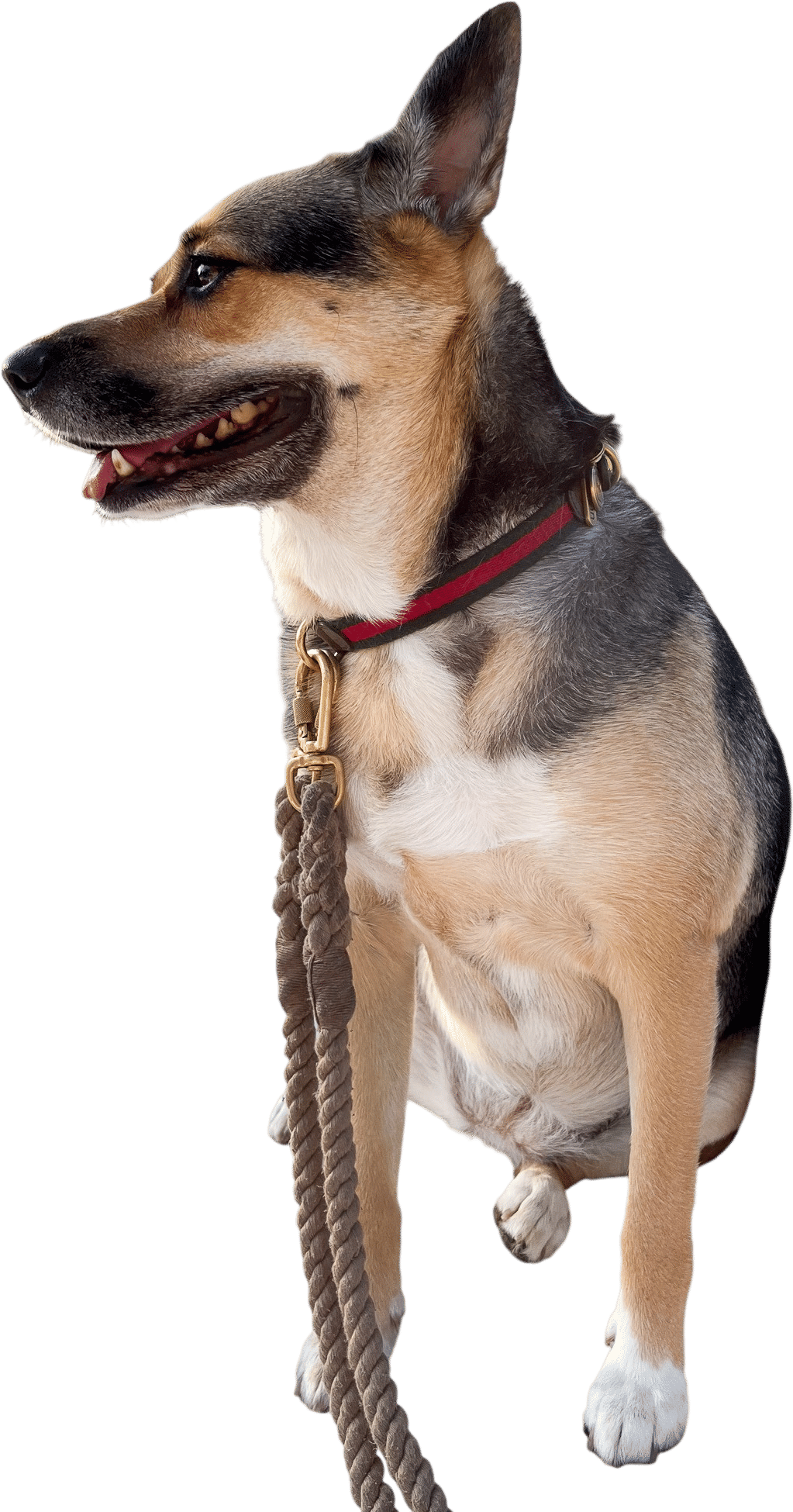 Rope Dog Leash by Found My Animal