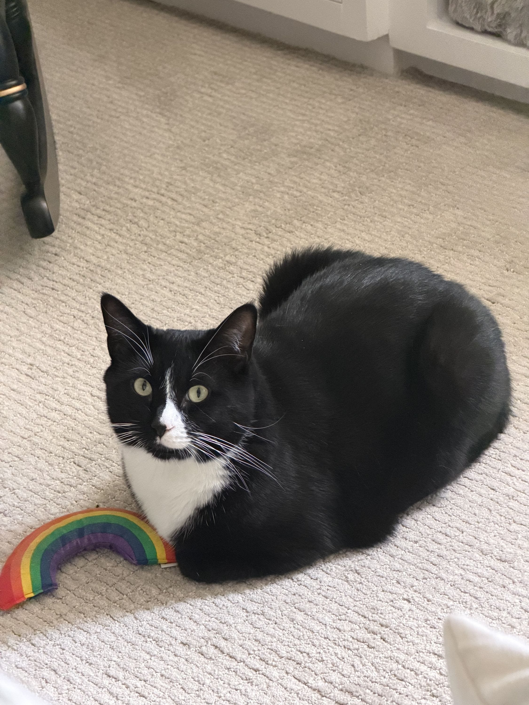 A cat