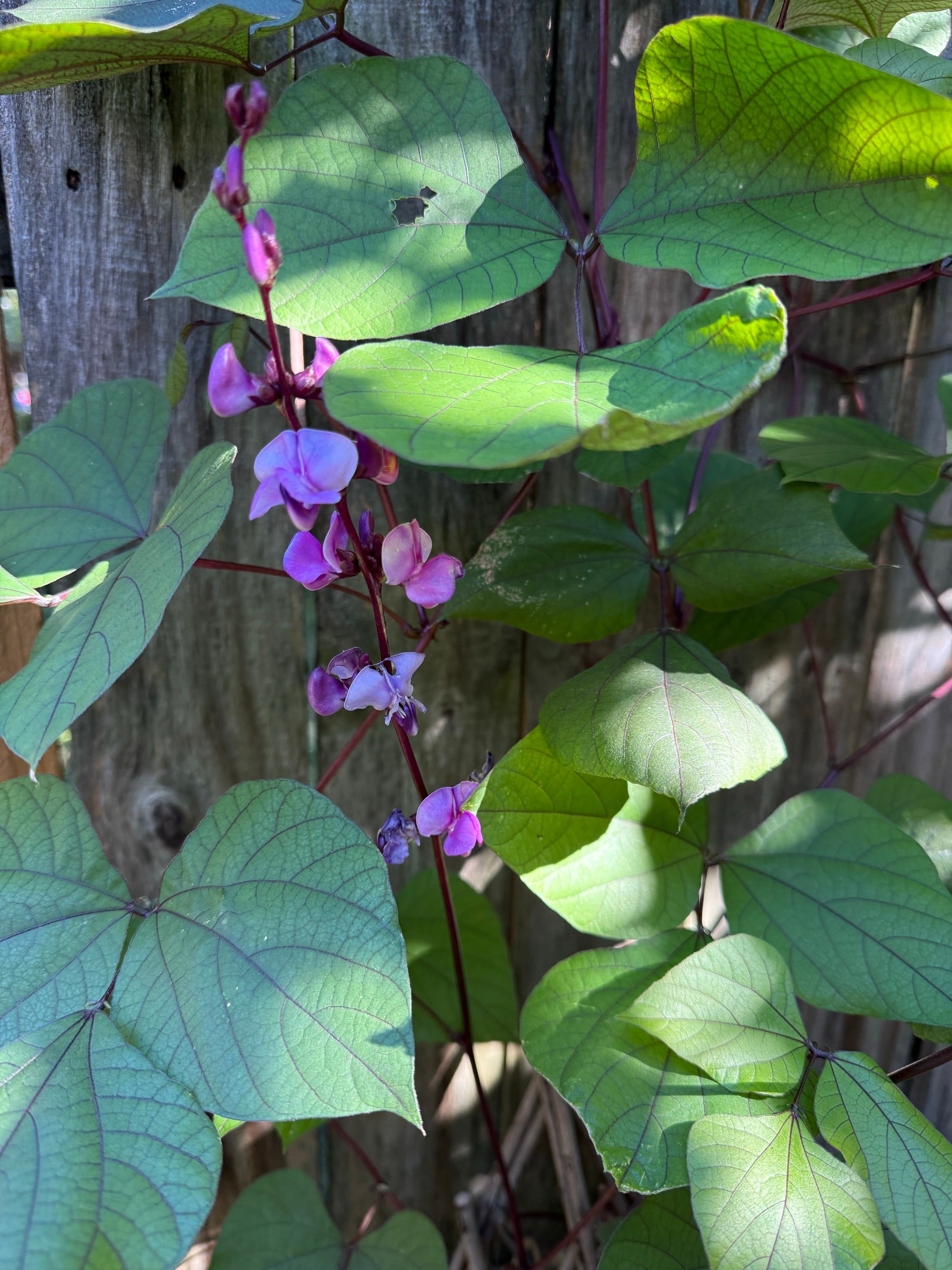 Purple! Hyacinth! Bean!