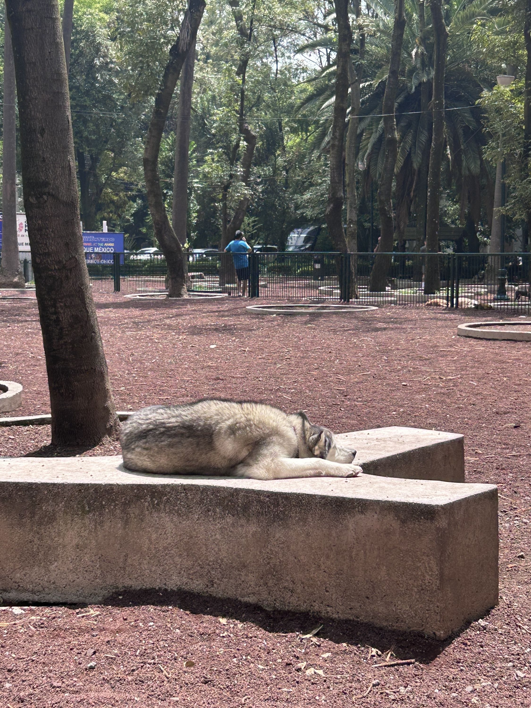 Doggie daycare in La Condesa