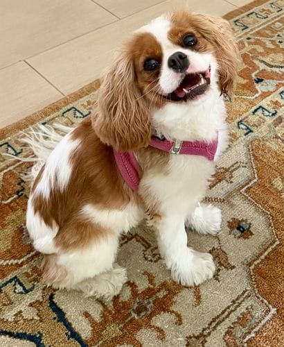Cavalier King Charles Spaniel