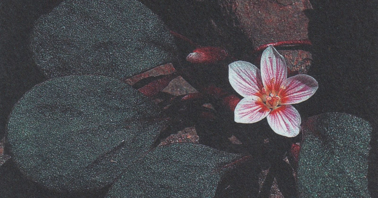Wildflower Beauty and the Search for Home (David George Haskell)