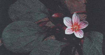 Wildflower Beauty and the Search for Home