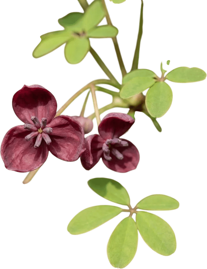 Five-Leaf Akebia