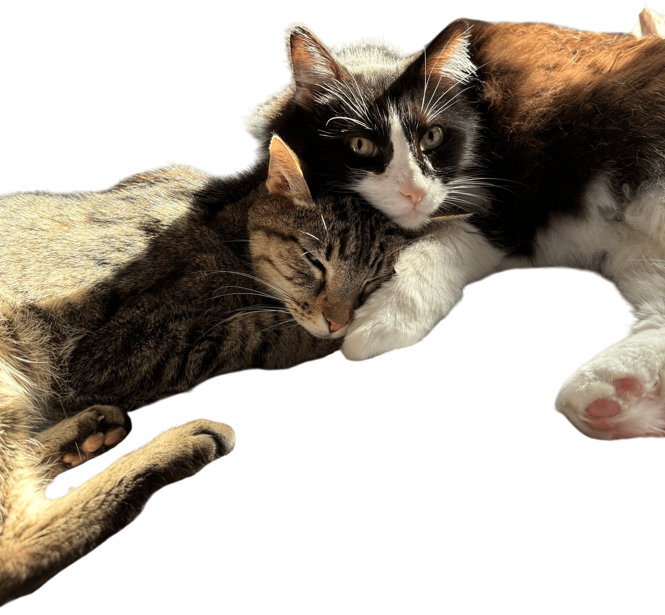 Getting Pet Insurance Before Any Preexisting Conditions