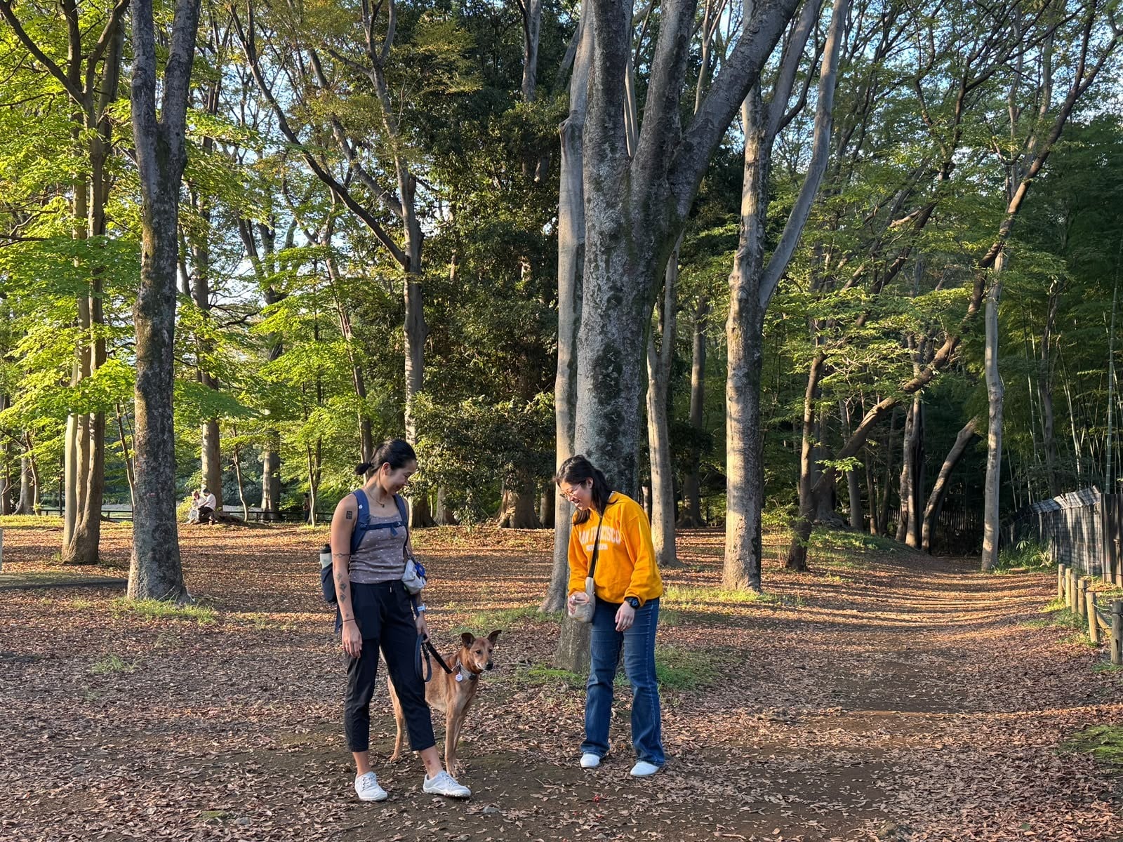 A slow stroll through Yoyogi Park