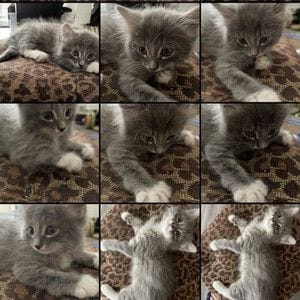Make a playlist for your cat