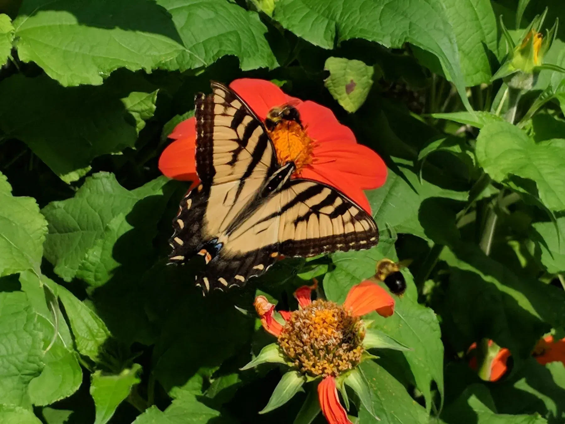 Tithonia (Mexican Sunflower)