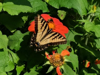 Tithonia (Mexican Sunflower)