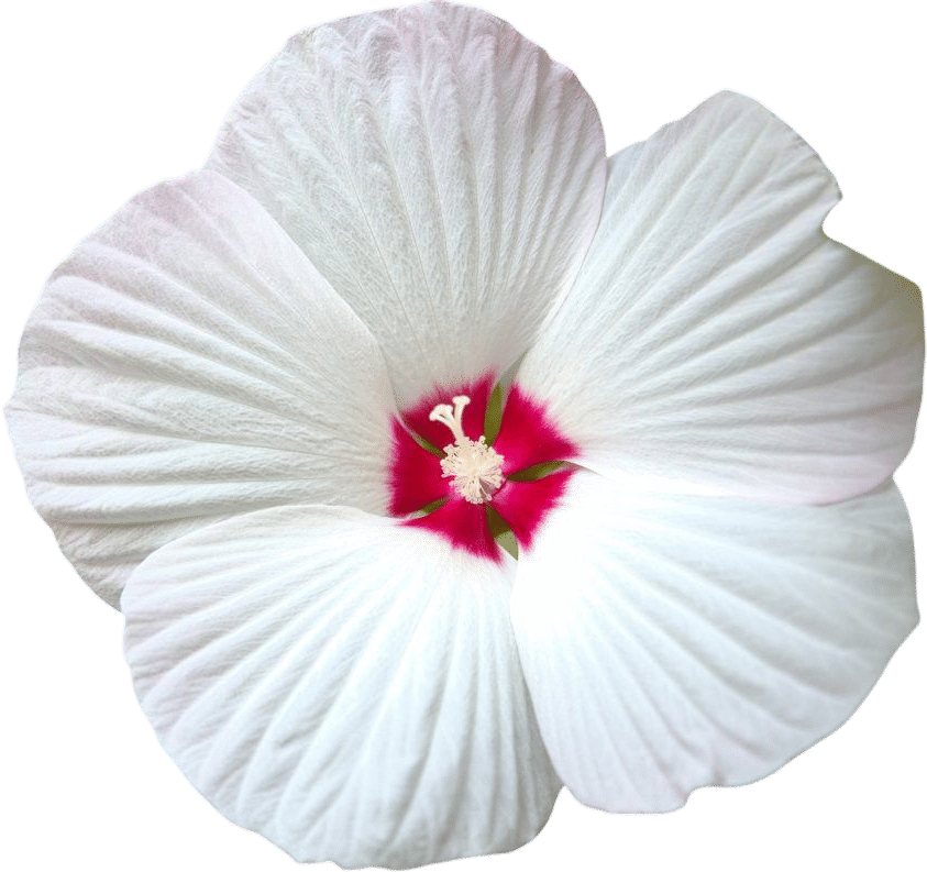 Swamp Rose Mallow