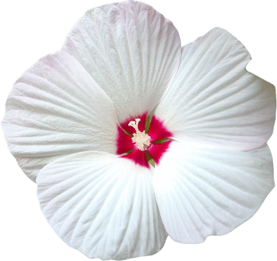 Swamp Rose Mallow