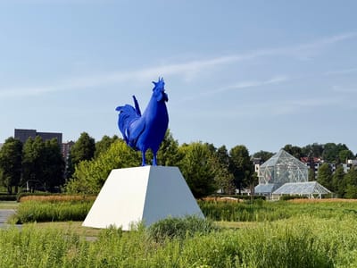 Hahn/Cock