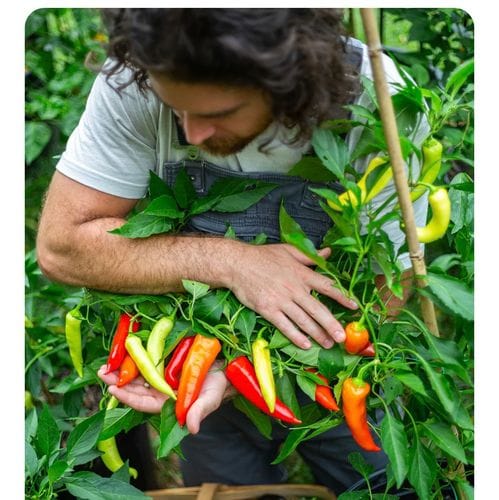 Personal fav hot sauce, Fire Belly Farm