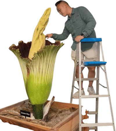 Now Blooming: Corpse Flower