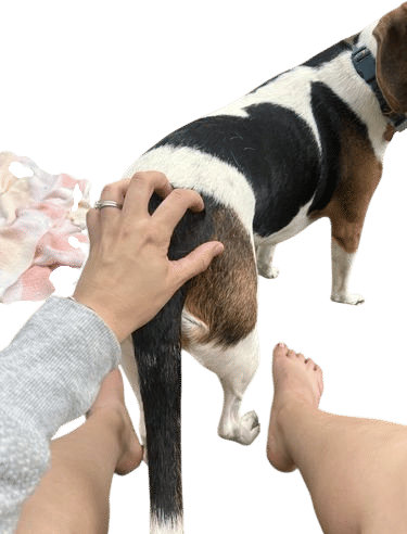Dog butt scritches