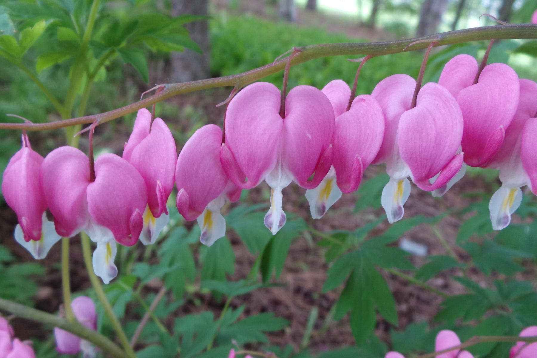Bleeding heart flowers