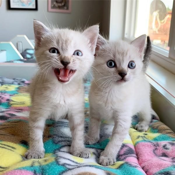 twin kittens