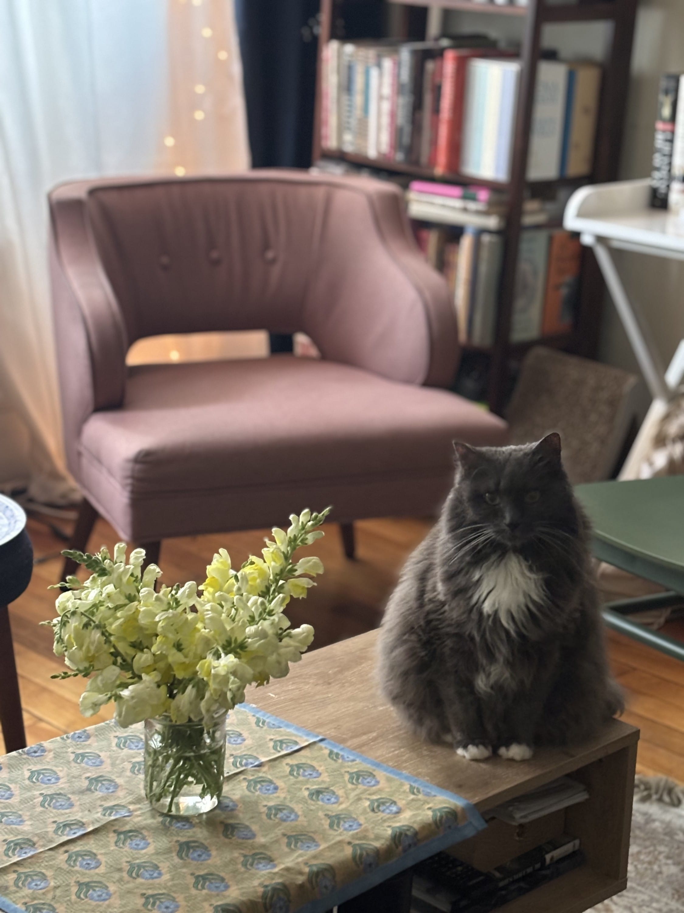 Buying Snapdragons at Brattle Square florist 