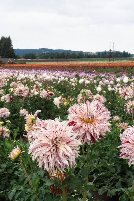 Dahlias