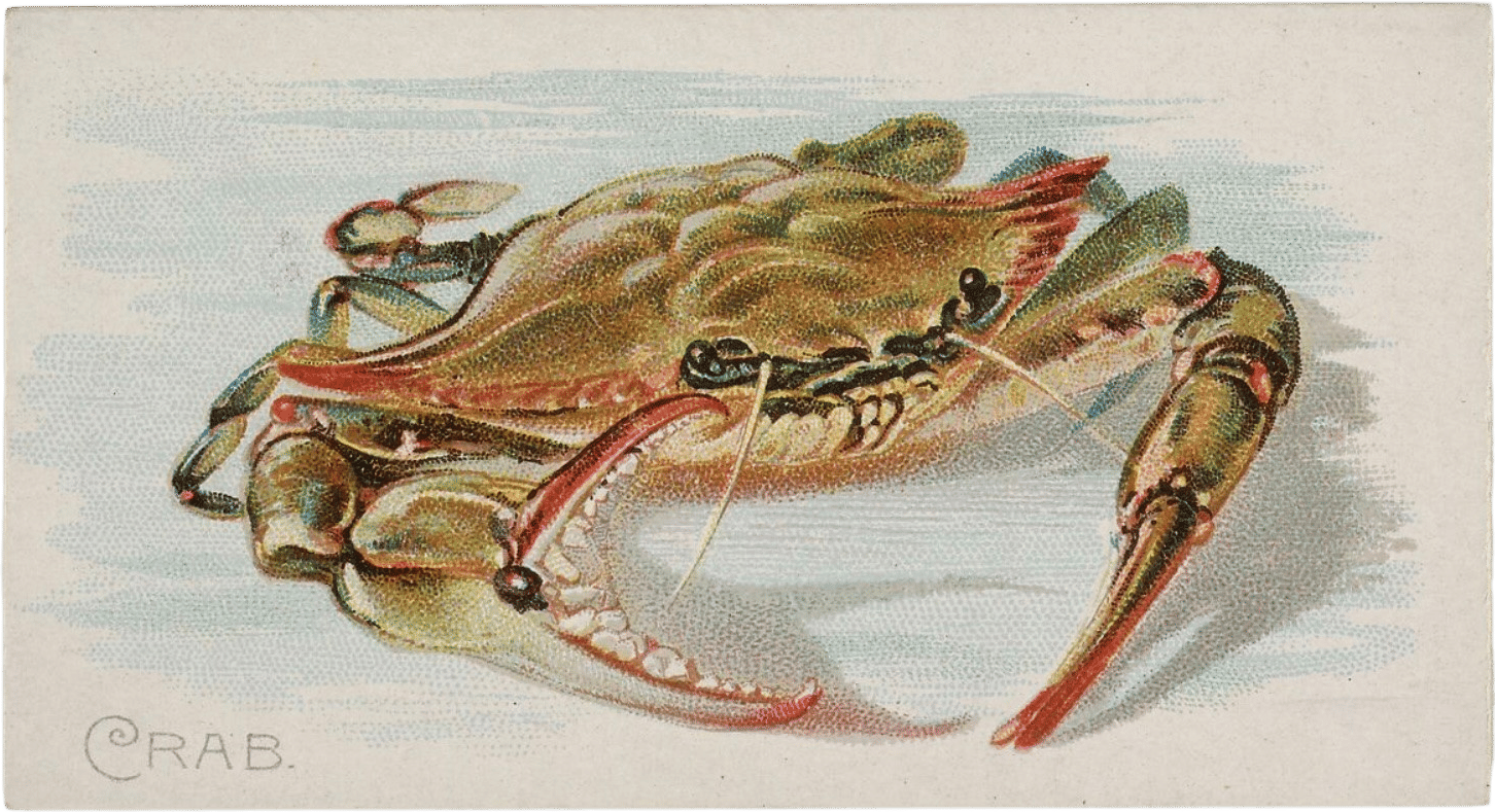 "Thinking about the immortality of the crab" / "Pensando en la inmortalidad del cangrejo"