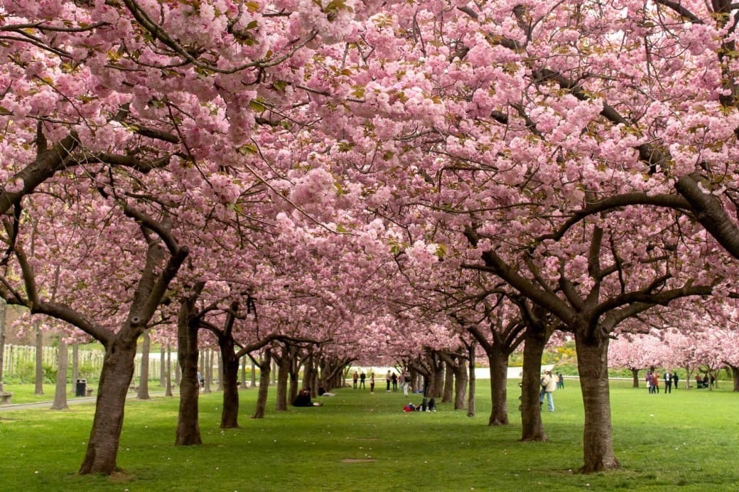Cherry Blossoms at Brooklyn Botanic Garden