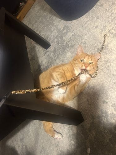 orange cats