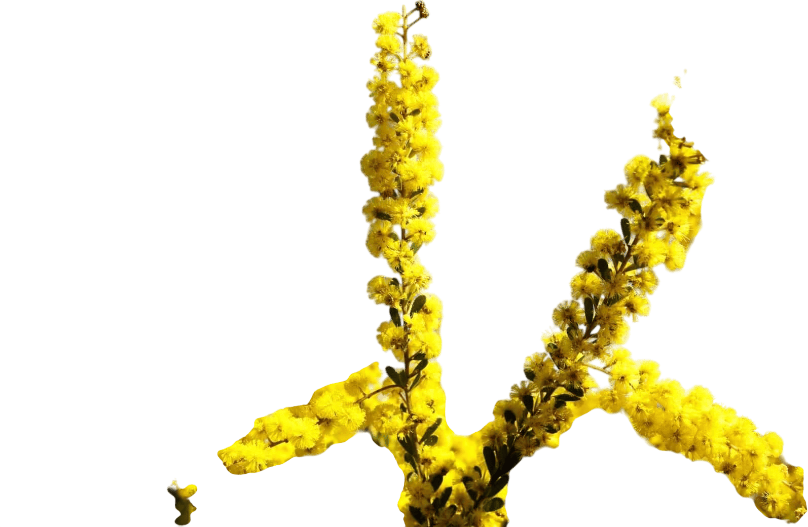 Acacia wattle