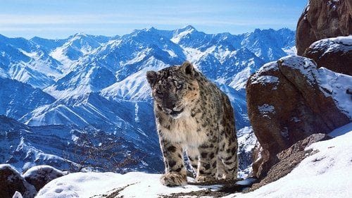 Attenborough at 100: A Nature Documentary Archive