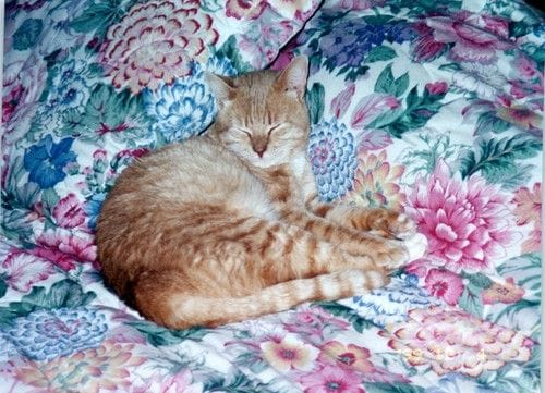 Vintage cat snapshot