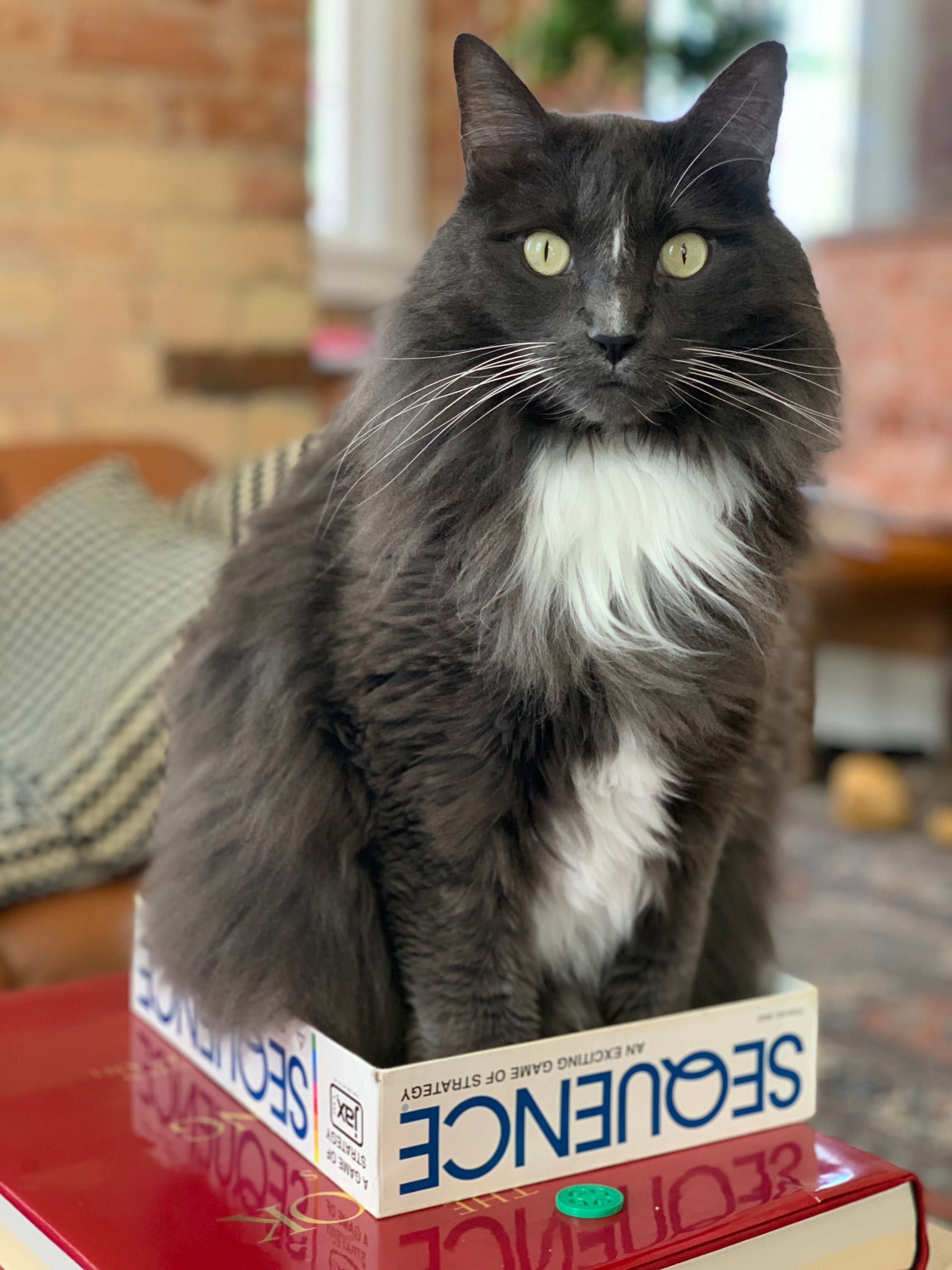 Maine Coons