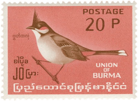 Red-whiskered Bulbul