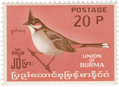 Red-whiskered Bulbul