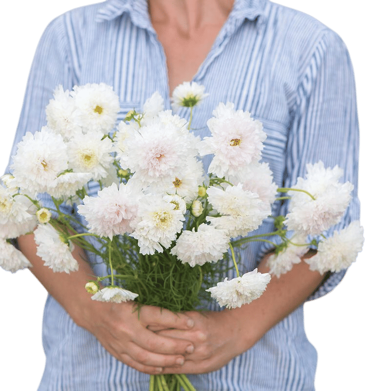 Cosmos Seed Double Click Snow Puff