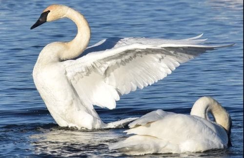 Swans