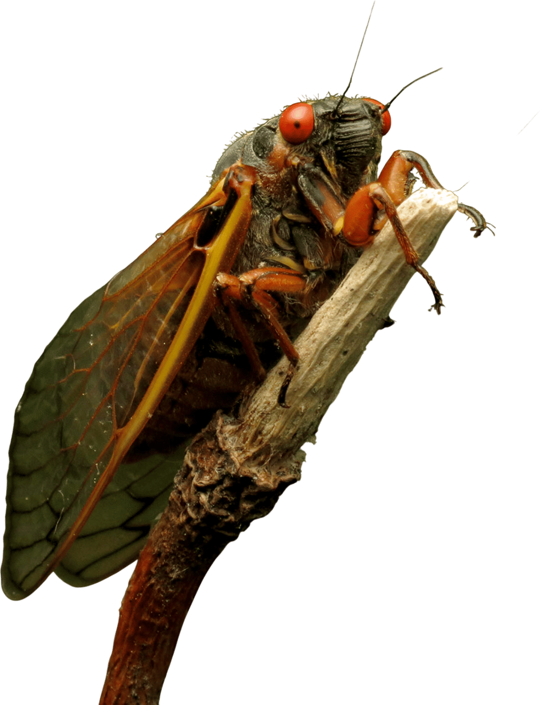 Periodical Cicadas