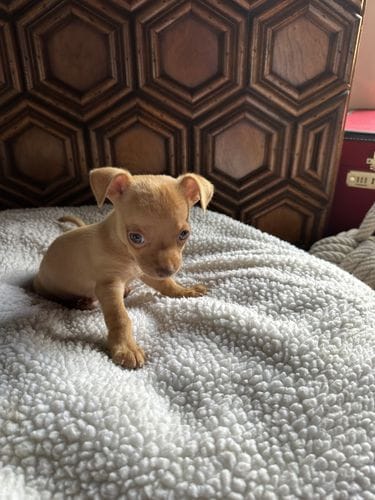 Foster Dogs