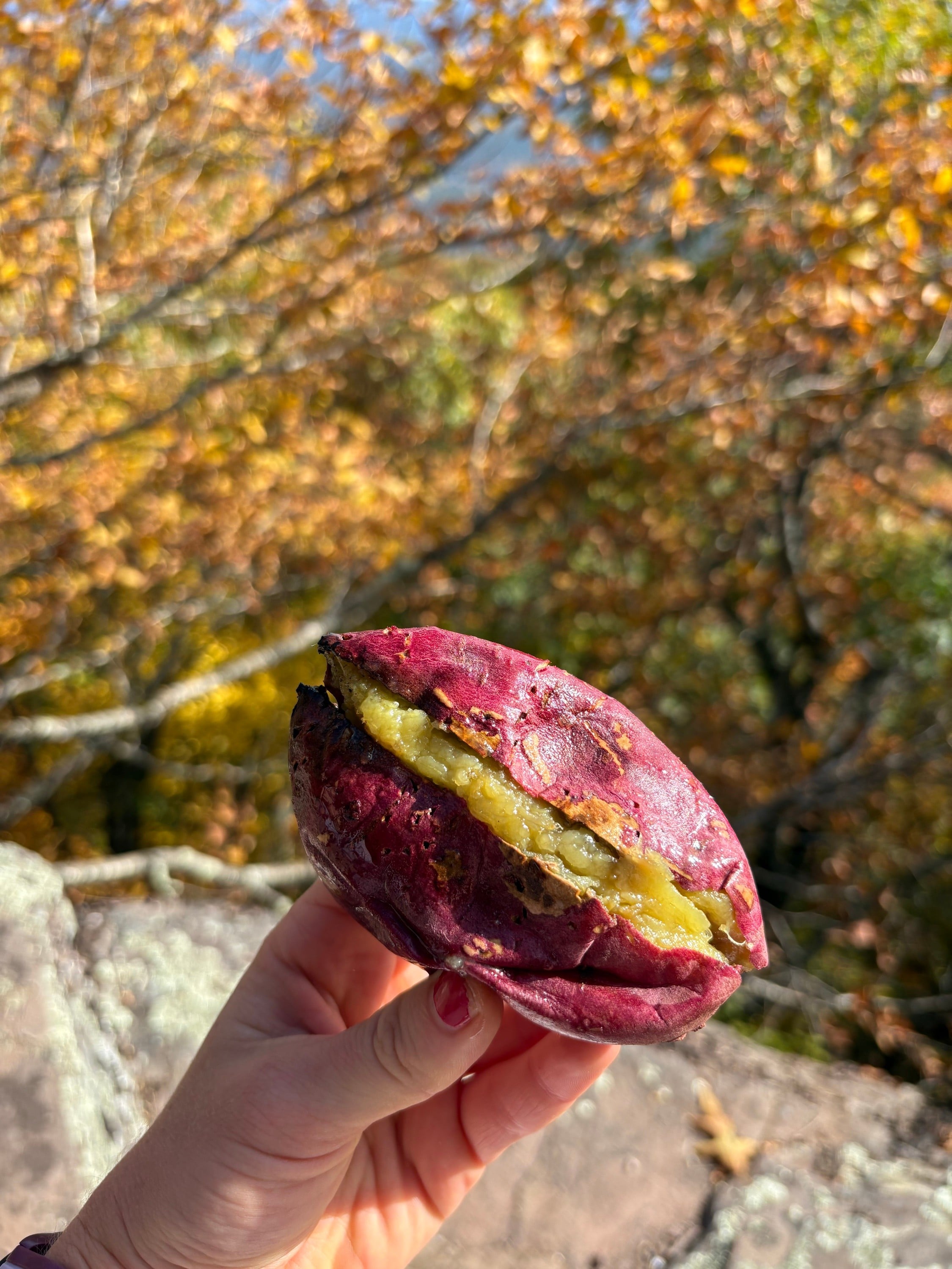 packing a Japanese sweet potato for a hike