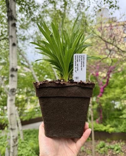 The High Line plant sale