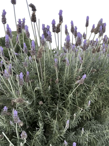 Lavender