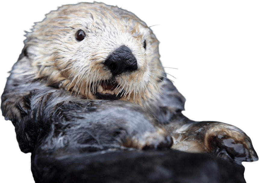Sea Otter Cam